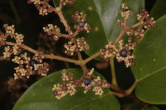 Premna coriacea